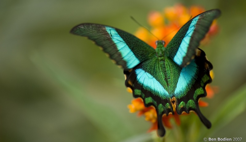 A borboleta Papilio Blumei