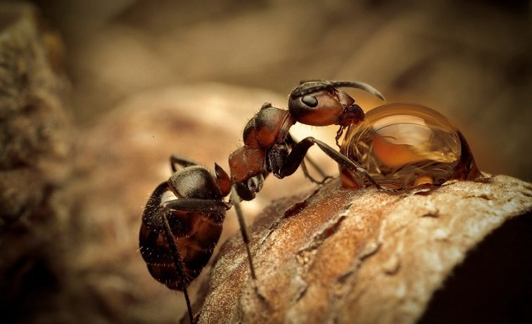 Formigas se comunicam através de protocolo de dados via Internet