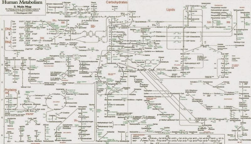 O mapa metabólico humano: algo muito complexo para ter surgido do mero acaso