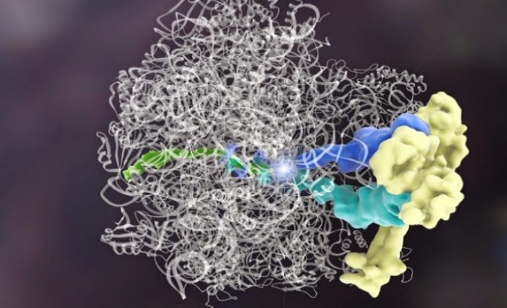 Descoberta primeira proteína que pode corrigir outras proteínas