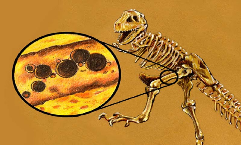 Paleobiologia e as descobertas de tecidos moles em fósseis de dinossauros de milhões de anos