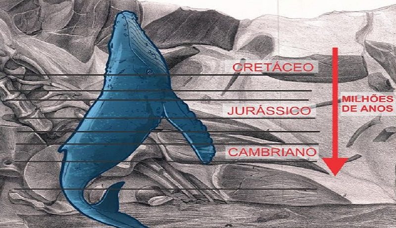 Fóssil de Baleia encontrado na vertical ultrapassando estágios geológicos